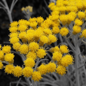 Helichrysum oil (angustifolium)