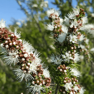 Kunzea Oil