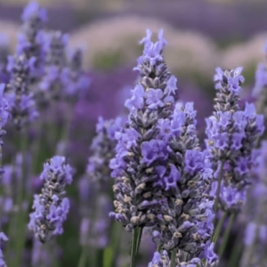 Lavender Maillette Oil