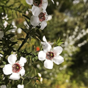 Manuka Oil