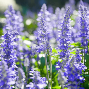 Hyssop Oil, Officinalis