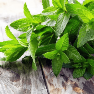 Mentha Citrata Oil